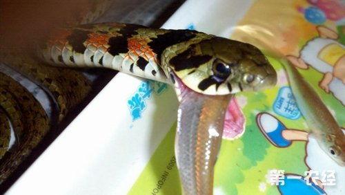 娱乐吃瓜酱大胖蛇,揭秘娱乐圈背后的秘密与趣闻