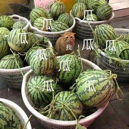 娱乐吃瓜壁纸高清图片,一图览尽娱乐圈风云变幻